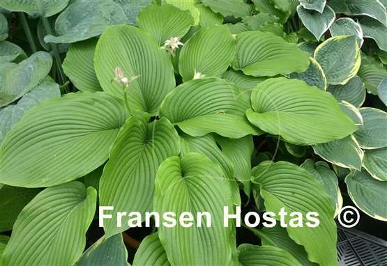 Hosta Giant FH Collection 2024